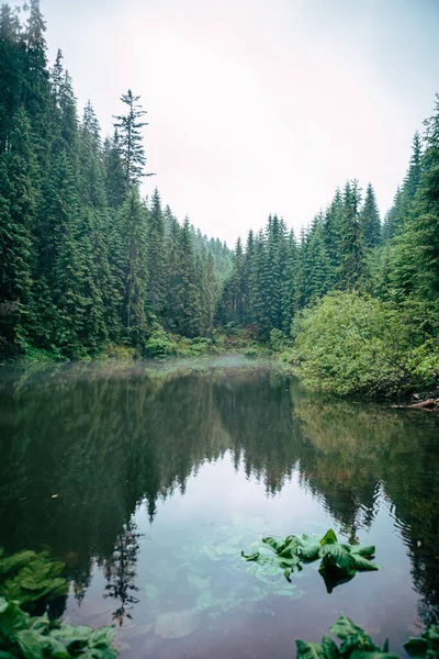 Misty Weather Fog Lake Carpathian Mountains Copy Space Landscape — Stock Photo, Image