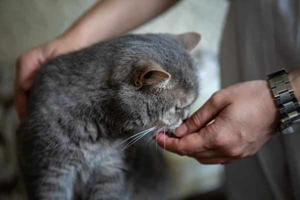 Cinza Britânico Doméstico Gato Com Olhos Amarelos Retrato Animais Domésticos — Fotografia de Stock