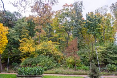Renkli Yapraklar ve Yol Kopyalama Alanıyla Sonbahar Ormanı