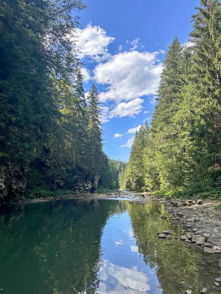 Serene Nehri Ukrayna 'daki Karpatlar Ormanında Akıyor