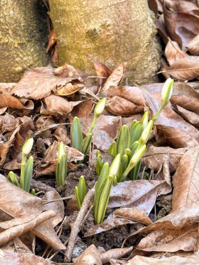 İlkbaharın başlarında düşen yaprakların arasından yükselen kardamlası tomurcukları yakın.