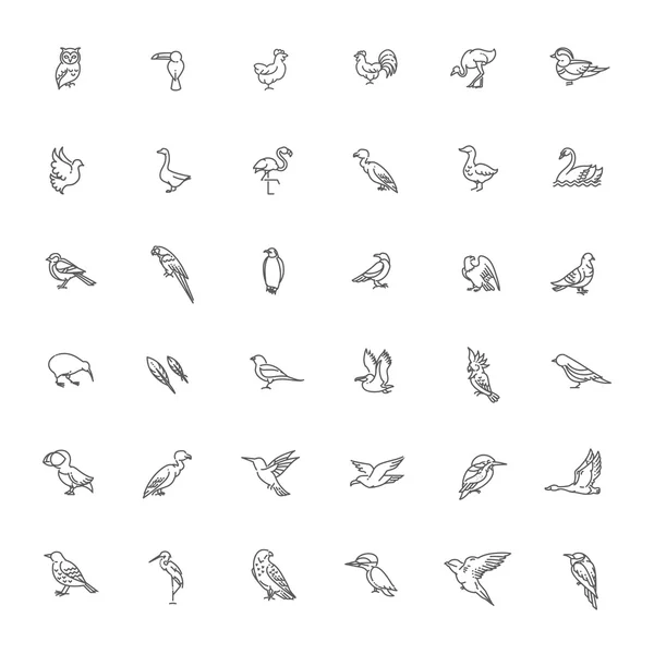 Conjunto de aves diferentes — Vector de stock