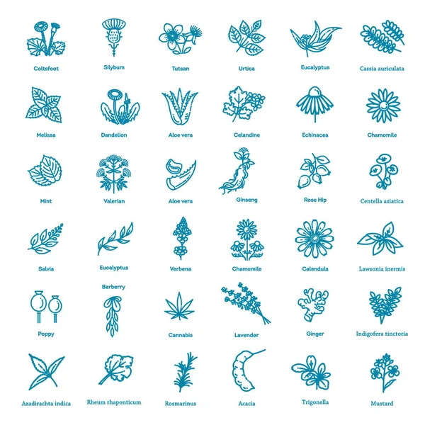 Колекція Трав Векторний Ботанічний Набір — стоковий вектор