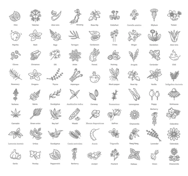 Conjunto de iconos de condimento y hierbas. Conjunto de iconos vectoriales de condimentos — Vector de stock
