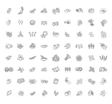 Bitki tohumu, fındık ve böğürtlen vektör simgesi