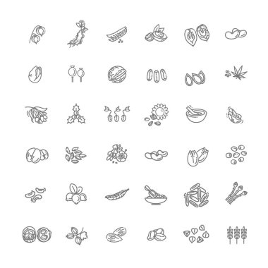 Taslak tahıl, tohum, fındık ve bitki seti.