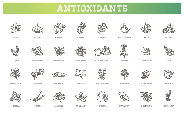 Alimentos antioxidantes, hierbas y especias. estilo de vida saludable. — Vector de stock