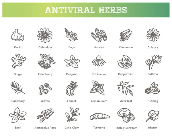 抗ウイルスハーブのセット。健康的なライフスタイル — ストックベクタ