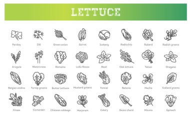 Yeşil sebzeler düz çizgi simgeleri.