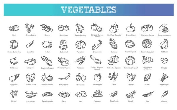 Collezione vettoriale con vari tipi di pomodori, peperoni, zucche e altre verdure — Vettoriale Stock
