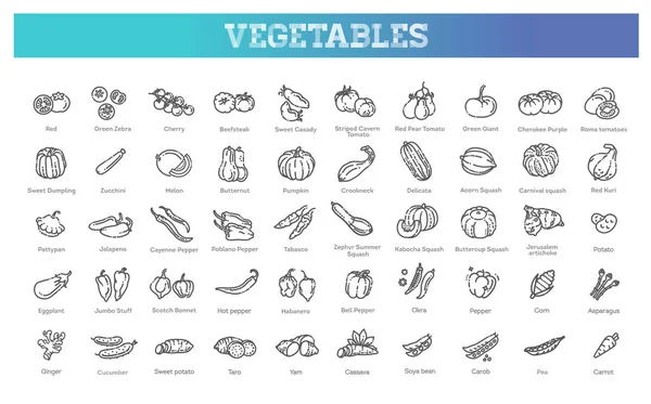 トマト、ピーマン、スカッシュなどの野菜をベクトルコレクション — ストックベクタ