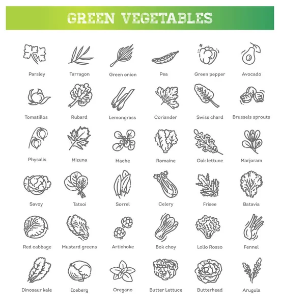 Coleção Vetores Com Vários Tipos Vegetais Ervas Culinárias Comuns — Vetor de Stock