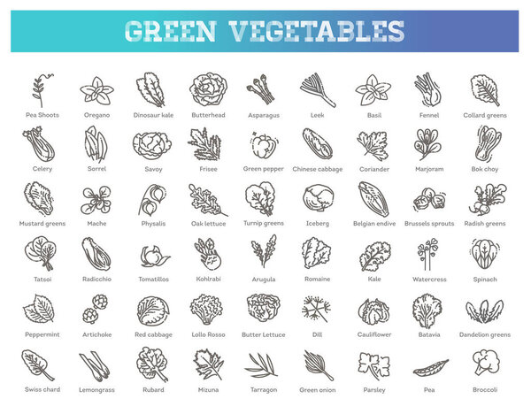 Vector collection with various kind of vegetables and common culinary herbs