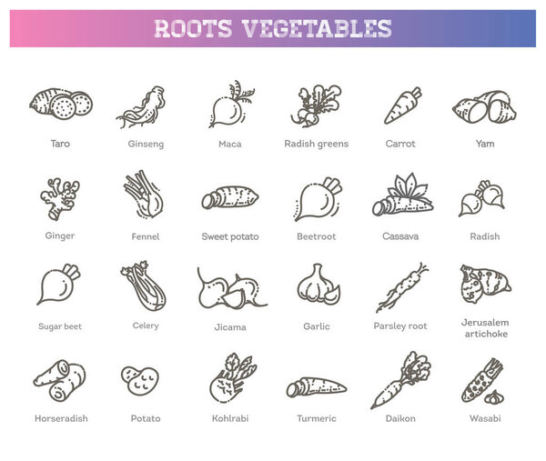 Basic root vegetables thin line icon set