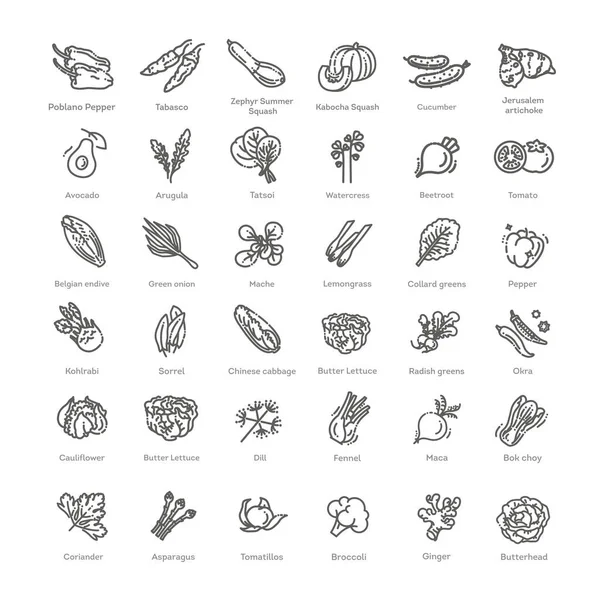 Iconos Vegetales Gran Colección Vectores — Vector de stock