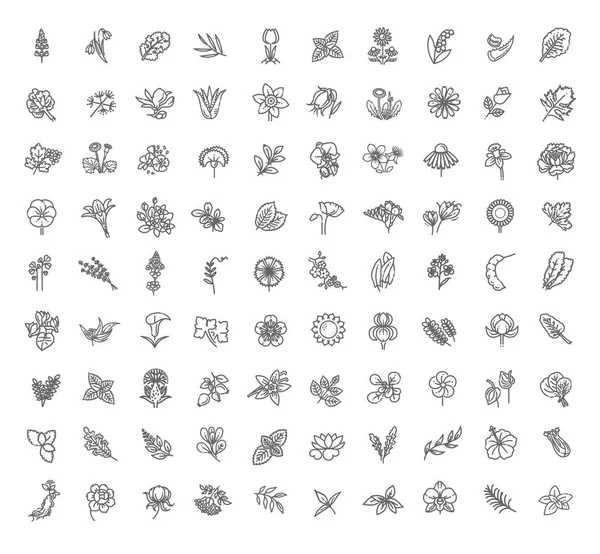 Conjunto Flores Hierbas Icono Diseño Plano Estilo Línea Delgada — Archivo Imágenes Vectoriales