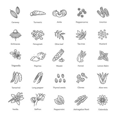 Condiment and herbs icons set. Outline set of condiment vector icons clipart