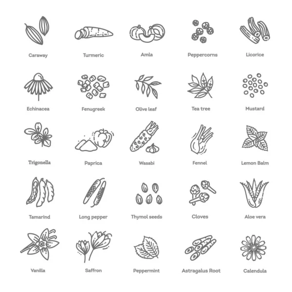 Conjunto de iconos de condimento y hierbas. Conjunto de iconos vectoriales de condimentos — Archivo Imágenes Vectoriales