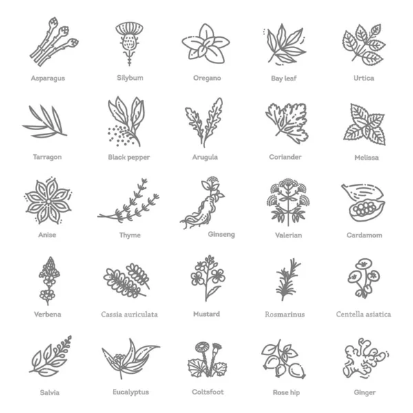 Conjunto de iconos de condimento y hierbas. Conjunto de iconos vectoriales de condimentos — Vector de stock