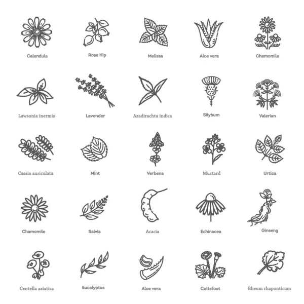 Kruidencollectie Botanische Vectorverzameling — Stockvector