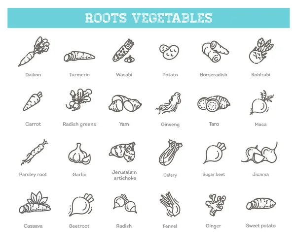 Vector collection with various kind of root vegetables — Stock Illustration Vector Collection Various Kind Root Vegetables Royalty Free Stock Illustrations