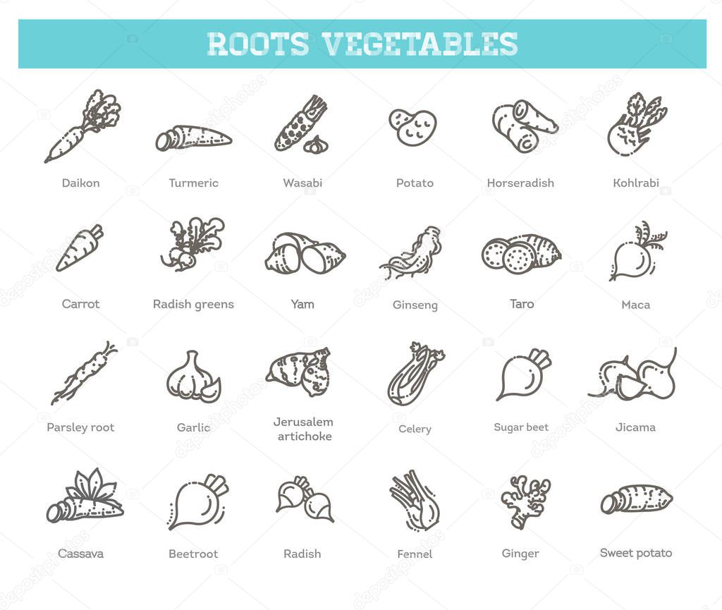 Vector collection with various kind of root vegetables