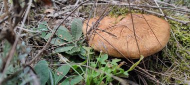 Yeşil yapraklar ve çimlerle çevrili, orman zemininde doğal güneş ışığı altında büyük kahverengi bir mantar dinlenir. Sahne, sessiz bir bölgedeki doğanın güzelliğini gösteriyor..