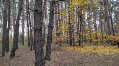 Yüksek çam ağaçları ve yerde altın yaprakları olan sakin sonbahar ormanı manzarası. Yumuşak gün ışığında huzurlu doğal manzara, sessizlik, rahatlama ve doğa bağlantısının sembolü..