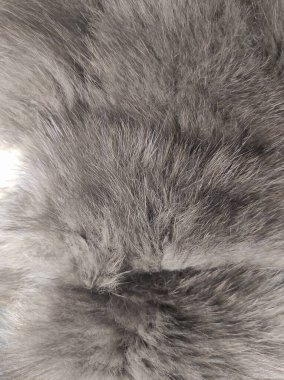 Bu yakın çekim gri kürkün yumuşak dokusunu sergiliyor, yoğun ve ince saç liflerini vurguluyor. Işık doğal parıltısını arttırır ve çekici bir görsel etki yaratır..