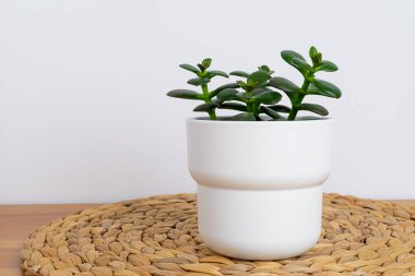 Ev bitkisi masada beyaz tencereye sulu..