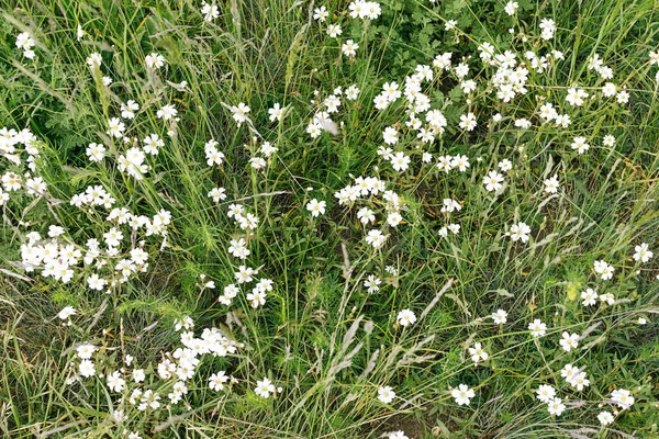 Çayırdaki beyaz kır çiçekleri..