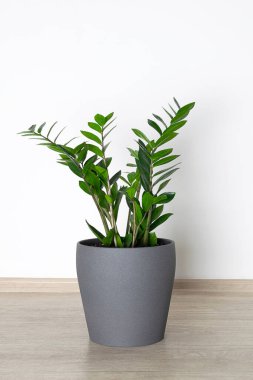 Zamioculcas gri seramik kap oturma odasında yerde duruyor.
