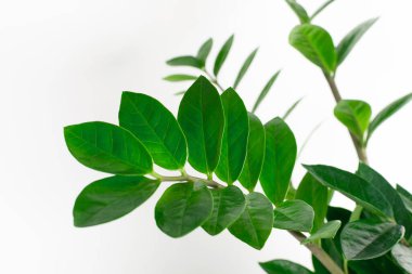 Kapat zamioculcas beyaz arkaplanda ayrılır.