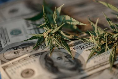 Kenevir yaprağı ve dolar banknotları yakın plan, makro, marihuana satışları, gelir ve tıbbi esrar yetiştirme gelirleri. Marihuana iş kavramı