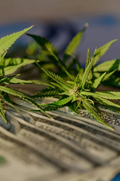 Conceito Negócio Marijuana Vendas Drogas Maconha Receita Lucros Crescente Cannabis — Fotografia de Stock