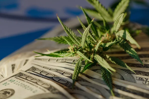 Benjamin Franklin Stodolarové Bankovce Mezi Listy Konopí Peníze Marihuanovým Listem — Stock fotografie