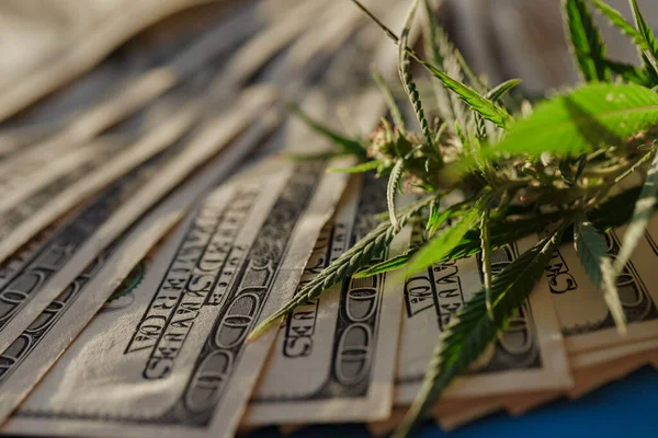 Marihuana-Blatt und US-Dollar-Banknote. Geschäftskonzept für Marihuana. Der Verkauf von Marihuana-Drogen. Cannabis mit Geld, kommerzielle Cannabis-Medizin Geld — Stockbild Marihuana Blatt Und Dollar Banknote Geschäftskonzept Für Marihuana Der Verkauf — Stockfoto
