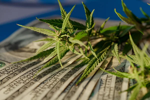 Folha Marijuana Nota Dólar Americano Conceito Negócio Marijuana Vendas Marijuana — Fotografia de Stock