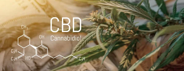 Cannabis Buds Foto Fórmula Cbd Primer Plano Curando Concepto Marihuana —  Fotos de Stock