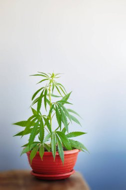 Esrarın marihuana üretimi, esrar, yasallaştırma, CBD yağı. Kenevir bitkisi ticari olarak kenevir üretimi için yetiştirilir. Bitkisel alternatif tıp. Bulanık arkaplan ile uzayı kopyala