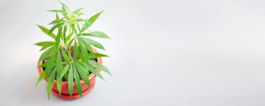 Güzel arka plan, konsept kenevir ticari büyüme, tıbbi kullanım için marihuananın yetiştirilmesini yasallaştırmak. Marihuana üretimi kavramı, kenevir alternatif tıp, CBD esrar yağı 