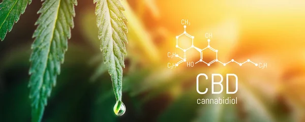 Kavramsal kenevir yağı, CBD kimyasal formülü, kenevir yağı, tıbbi bitki konsepti. Cannabidiol veya CBD moleküler yapısal kimyasal formül. Esrarın güzel arka planı, kopyalama alanı için yer.