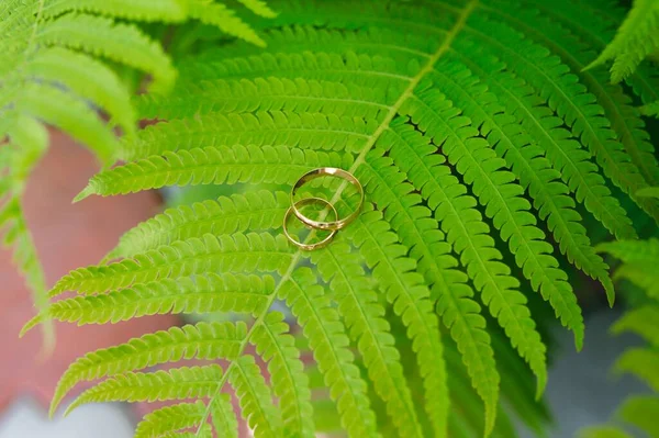 Due Fedi Nuziali Oro Giacciono Una Foglia Felce Verde Anelli — Foto Stock