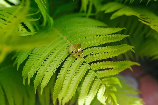 Due Fedi Nuziali Oro Giacciono Una Foglia Felce Verde Anelli — Foto Stock