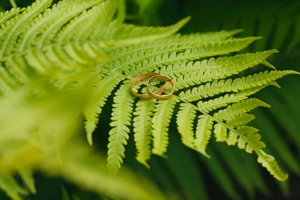 Dos Anillos Boda Dorados Yacen Sobre Una Hoja Helecho Verde —  Fotos de Stock