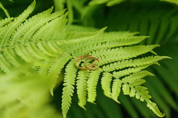 两只金戒指躺在一片绿色的蕨叶上 结婚戒指的背景是绿叶和蕨叶 复制空间 顶部视图 平面布局 乡村音乐的组成 植物学别致 照片系列 — 图库照片