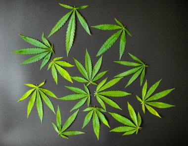 Tıbbi kenevir yaprakları ve CBD kenevir yağı konsepti, kenevir yaprakları siyah arka planda üst görünüm bırakır. Genç kenevir bitkisinin fotokopi alanına sahip güzel koyu arkaplan üzerindeki yakın çekimi