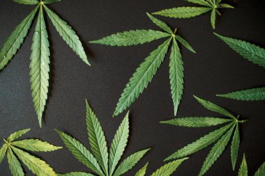 Tıbbi kenevir yaprakları ve CBD kenevir yağı konsepti, kenevir yaprakları siyah arka planda üst görünüm bırakır. Genç kenevir bitkisinin fotokopi alanına sahip güzel koyu arkaplan üzerindeki yakın çekimi