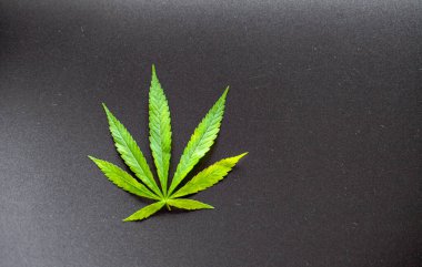 Siyah arka planda kenevir ya da kenevir yaprağı. Üst manzara, düz yatış. Şablon ya da maket. Esrar yaprakları güzel koyu arkaplanda kopya alanı ile birlikte