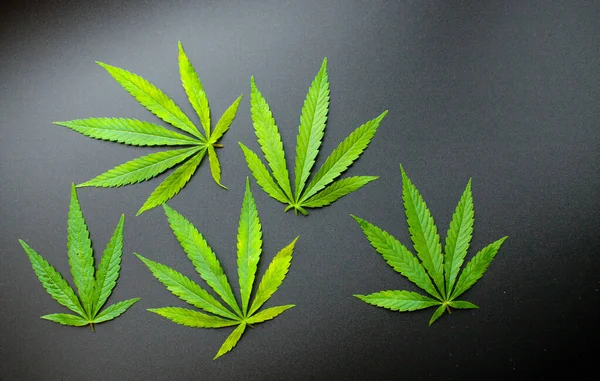 Vista Superior Hoja Cannabis Sobre Fondo Negro Marihuana Deja Hermoso —  Fotos de Stock